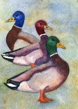 "Mixed Mallards" by Rebecca Herb, Madison WI - Watercolor - SOLD